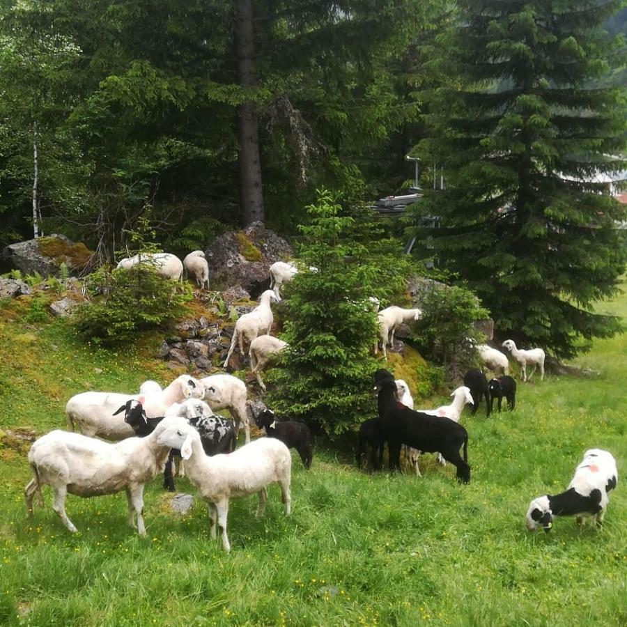 Hotel Haus Pechtl St. Leonhard im Pitztal Exterior foto